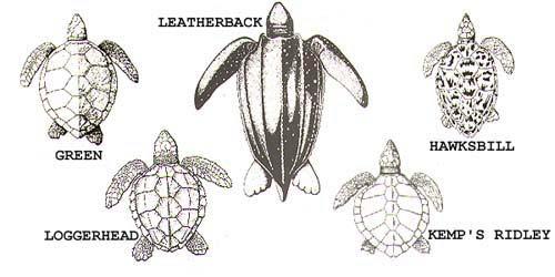 Sea Turtle Identification Figure