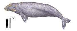 Whale (Baleen) Humpback