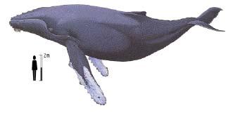 Fin Whales (Rorqual