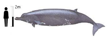 Whale (Toothed) Pilot Whale