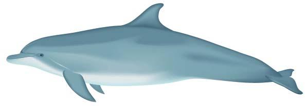 Harbor Porpoise (Toothed)