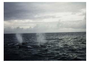 Whale Observations and