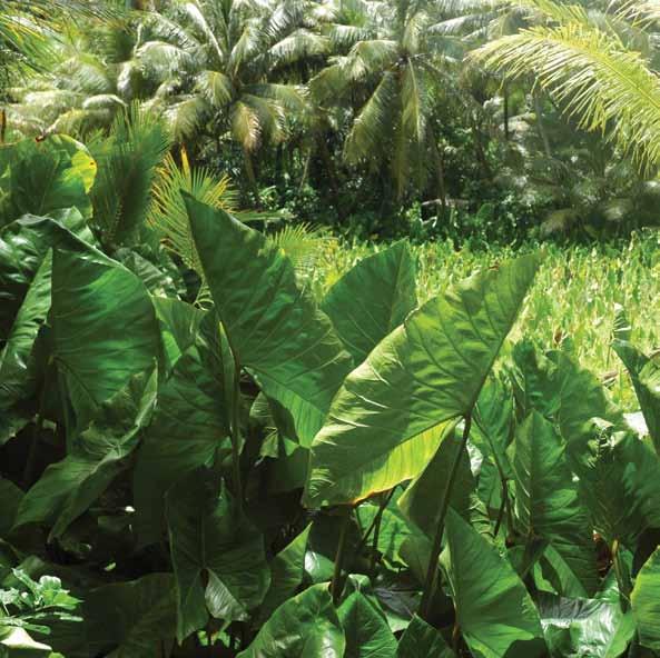 The kind of taro grown on low islands is typically giant or swamp taro.