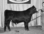 P3A CASONS MISS SELENA If you want a bull that is thick and has capacity, this solid black bull is for you! You will be impressed with the all-around thickness of this bull..33 0 Cason s Mr.