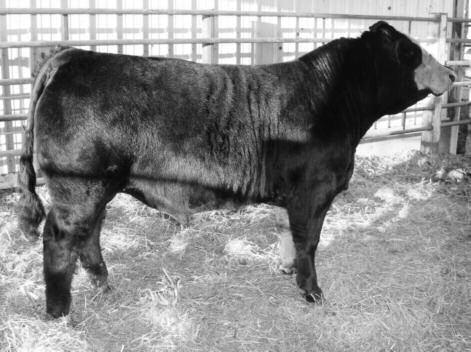 .. his power will be transparent to his calf crop. We are bringing you our best, and this one exemplifies the power we have to offer. 2. -..0.1.01. 1 1. 3-1 1 1-2..2.0 10 3 #20 #21 Breeder: Ver Ploeg Farms VPF Y3-0.