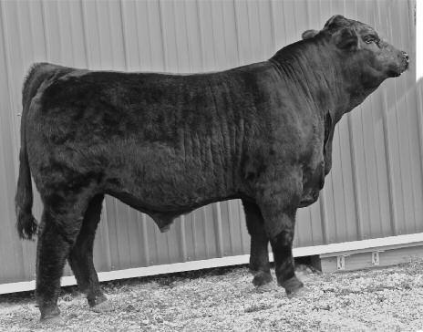 Rocket is one of the most complete bulls we have produced. Proven genetics and fault-free.