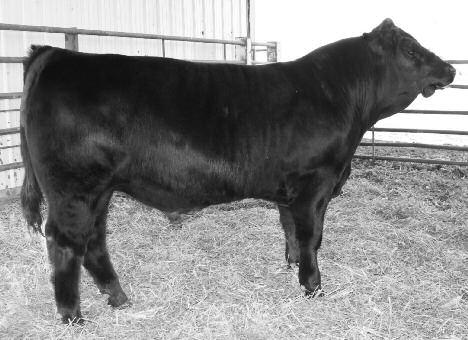 SAVANNAH K P10 (MAINE X ANGUS) Y10 is a full brother to the popular baldy bull that sold in last year s sale to Jeremy Long. This mating is a can t miss!