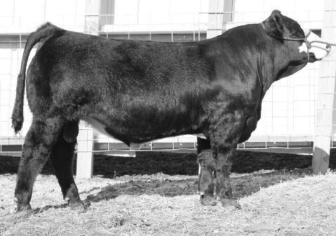 Polled Purebred Bull ASA#2001 Tattoo: JY WHEATLAND BULL 1L SAND RANCH HAND SAND LUCKY CHARMER Moderate framed, thick made baldy.