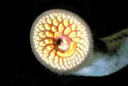 Sea lampreys are primitive fish that have no jaws. Instead, they have a suction cup mouth filled with sharp teeth.