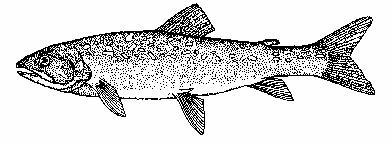 Great Lakes Invaders Lesson 2: Let s Learn About Lake Trout Teachers Edition Before we can figure out why the amount of lake trout in Lake Michigan declined between 1940 and 1960, we probably need to