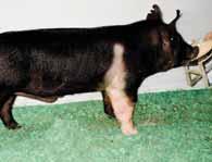 in design and structure Fantastic sire - One most popular
