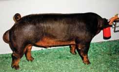 Extremely wide based and wide bodied Striking muscle expression and shape SGI 1366 RWG0 Rio Bravo 264-3 #325062003 Gater 1-4 x Totally Awesome 118-1 $13,000 Co-Top Selling Duroc Indiana State Fair