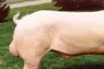 boars & sows in the breed SGI 2508 CBSW1 F Kip 67-9 #523534009 Kip