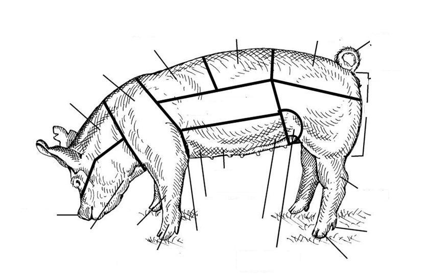 Parts of a Pig Back Loin Rump Tail Shoulder Neck Length of Side Ham Snout Jowl Knee