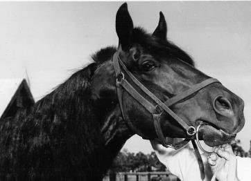 She is pictured here with her trainer/driver Tom Foy Kolect's son Kolrock won the 1940 WA Cup from the champion mare Queen's Gift who reversed the result in 1941.