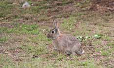 HABITAT MANIPULATION Rabbits will generally only inhabit suitable territory.