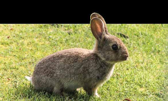 CONTENTS European wild rabbit 3 Description 3 Origin 3 Where are rabbits found? 3 How do rabbits spread? 3 Why are rabbits a problem?