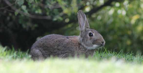 For more information on rabbit control contact a