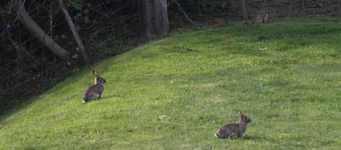 Laying baits 1. Use good quality fresh bait. Rabbits are selective feeders and will reject stale or tainted baits, ideally order the bait immediately prior to the operation start.