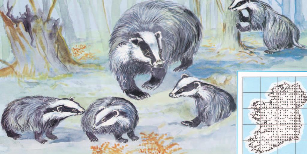 BROC BADGER Meles meles BADGER BROC Meles meles Badgers throughout Ireland. The badger is a thick-set animal with a coarse grey coat and a handsome white, black striped head.