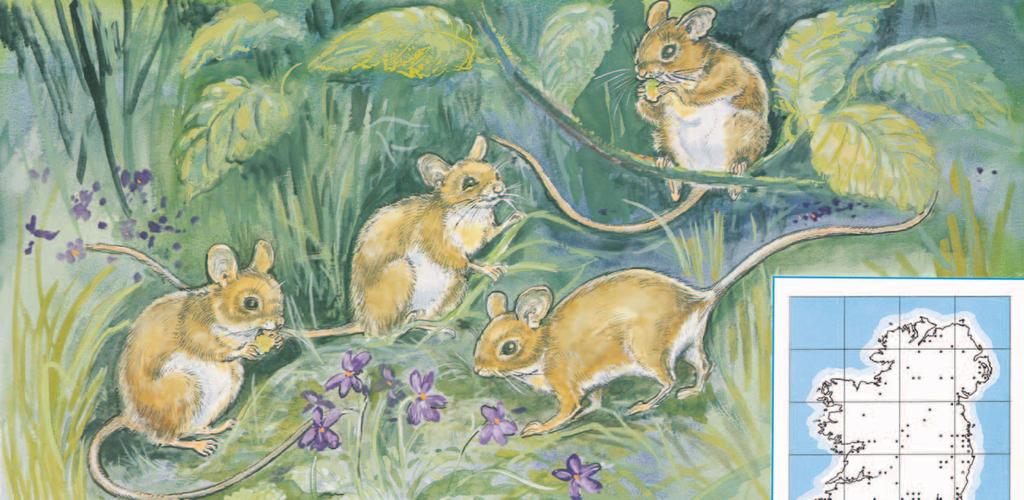 LUCH FHÉIR FIELD MOUSE Apodemus sylvaticus FIELD MOUSE LUCH FHÉIR Apodemus sylvaticus Field Mice throughout Ireland. The Field Mouse is one of our prettiest little animals.