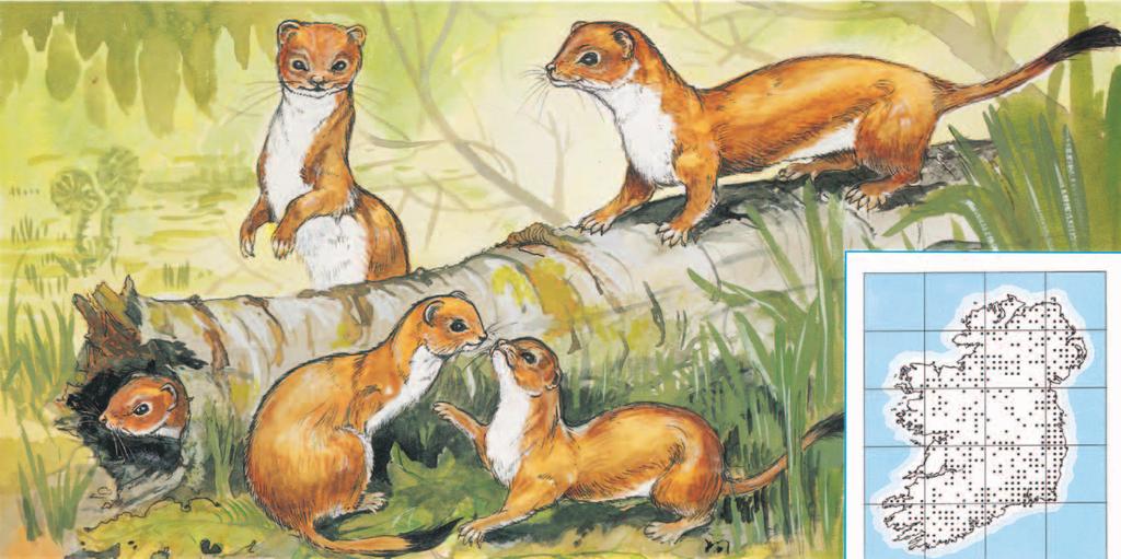 EASÓG STOAT Mustela erminea STOAT EASÓG Mustela erminea represent the distribution of Stoats throughout Ireland.