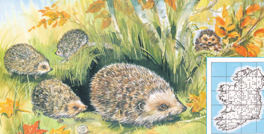 GRÁINNEOG HEDGEHOG Erinaceus europaeus HEDGEHOG GRÁINNEOG Erinaceus europaeus Hedgehogs throughout Ireland. The hedgehog is unlike any of our other small animals.