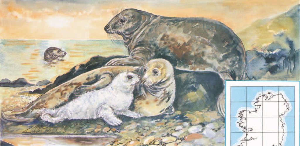 RóN GLAS GREY SEAL Halichoerus grypus * GREY SEAL RÓN GLAS Halichoerus grypus Grey Seals throughout Ireland.
