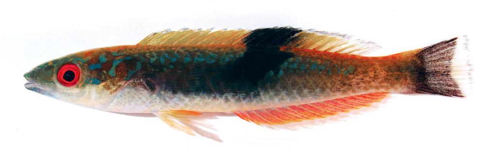 Figure 4. Pseudojuloides mesostigma, underwater photograph, Kashiwajima, Kochi, Japan ( K. Nishiyama). Comparisons. Among the Pseudojuloides, P. zeus most closely resembles P.