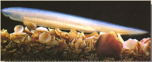 Pterobranchia Phylum. Chordata Subphylum.