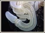 Annelida Mollusca Sipuncula Nemertea Bryozoa Brachiopoda Phoronida Arthropoda Onychophora Tardigrada