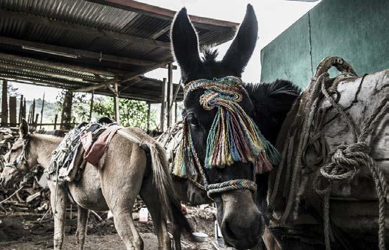 depend on them across Africa, Asia and Central America. More than 100 million working equines support 600 million people in developing countries.