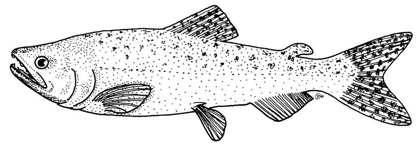 Chinook Salmon: Life in the Watershed Chinook salmon are the largest of any of the salmon in Oregon. Mature fish range from less than 2 pounds to more than 70 pounds.