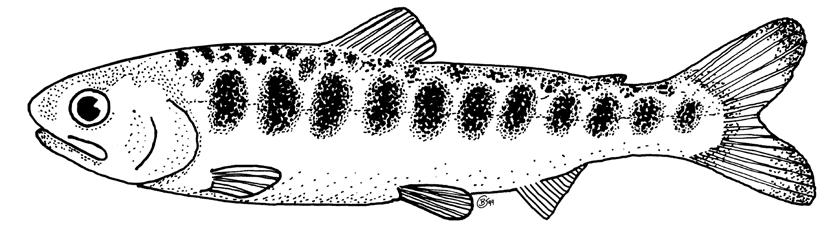 By the 1880s, chinook salmon population declines were already a cause of concern. Historically, the range of chinook salmon included all coastal streams below natural barriers.