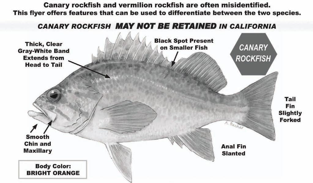 36 Canary Rockfish