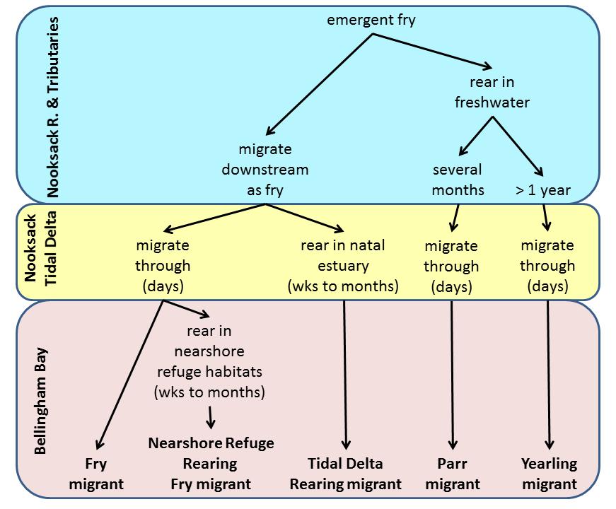 Table 4.1.1. Size and timing of juvenile Chinook salmon migrants by life history type at the transition from freshwater to estuary and estuary to nearshore. na = not applicable (i.e., the condition does not occur).