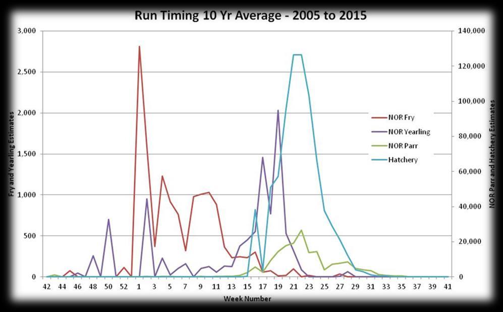 Figure 4.2.2. Ten-year average outmigration timing in the lower Nooksack River of NOR and HOR juvenile Chinook salmon. Data from Lummi Natural Resources. Figure 4.2.3.