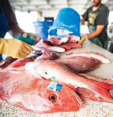 More than 500,000 Gulf Wild fish have been sold in markets and restaurants around the country.