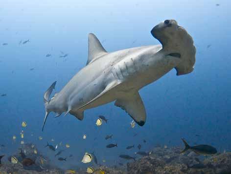 OCEANS 93 SAVING THE GREAT PREDATORS OF THE SEA Sharks have roamed the oceans for 400 million years, but that ancient lineage does not guarantee a future.