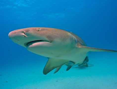 In the Gulf of Mexico populations of some large sharks, including tigers and hammerheads, have fallen by as much as 90%, says Dr. Douglas Rader, EDF s chief Oceans scientist.