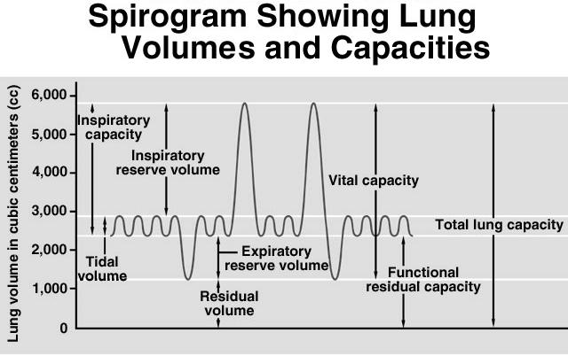 Tidal volume: Amount of air expired with each breath. Vital capacity: The maximum amount of air that can be forcefully exhaled after maximum inhalation. Spirogram Fig. 16.16 Table 16.