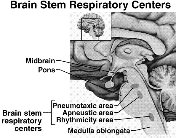 Regulation of Breathing Neurons in the medulla oblongata forms the rhythmicity center: Controls automatic breathing. Brain stem respiratory centers: Medulla. Pons. Fig. 16.
