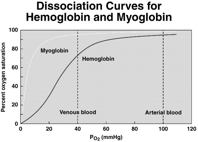 Inherited defects in hemoglobin Sickle-cell anemia Valine substitued for glutamic acid at position #6. Low P O2 causes cross-linking and formation of paracrystalline gel - sickling of cells.