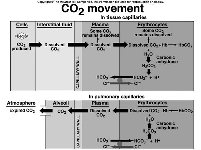 increase in ratio of carbon dioxide production to alveolar