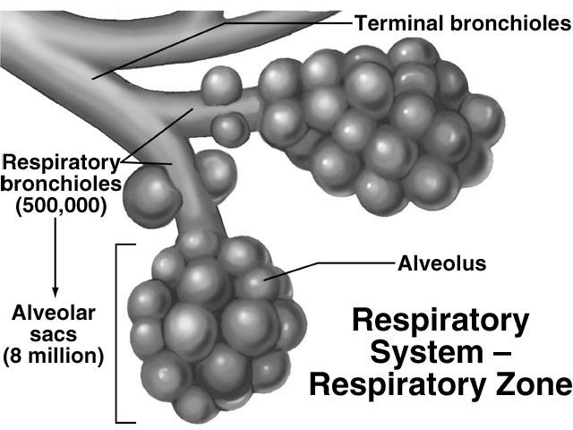 Respiratory Zone Region of gas