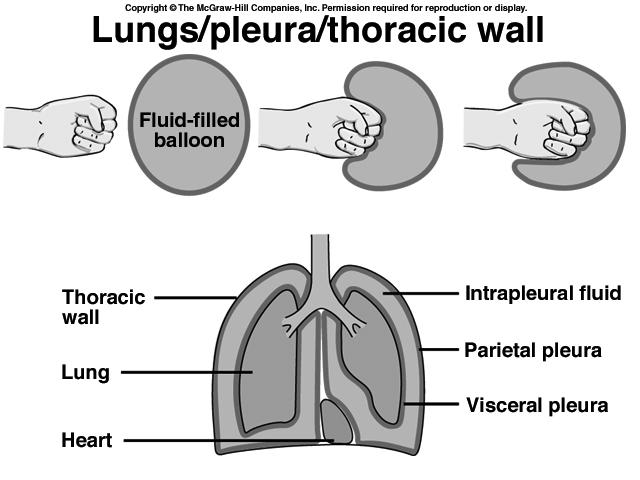 Figure not in book Ventilation and Lung Mechanics Step 1: Getting