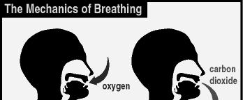 Oxygen from air sac passes into blood and carbon dioxide from blood passes into the air sacs.