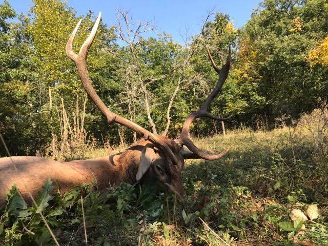 Nice stag hunted in 2017 by an Austrian hunter