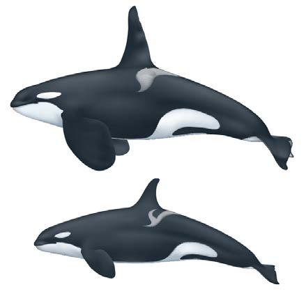 The British Columbia coast showing locations of sightings and encounters with Resident Killer Whales.