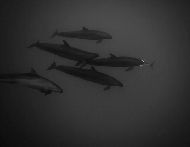 Movements of satellite-tagged false killer whales around the main Hawaiian Islands: implications for management Robin W. Baird 1, Gregory S. Schorr 1, Daniel L. Webster 1, Daniel J. McSweeney 2, M.